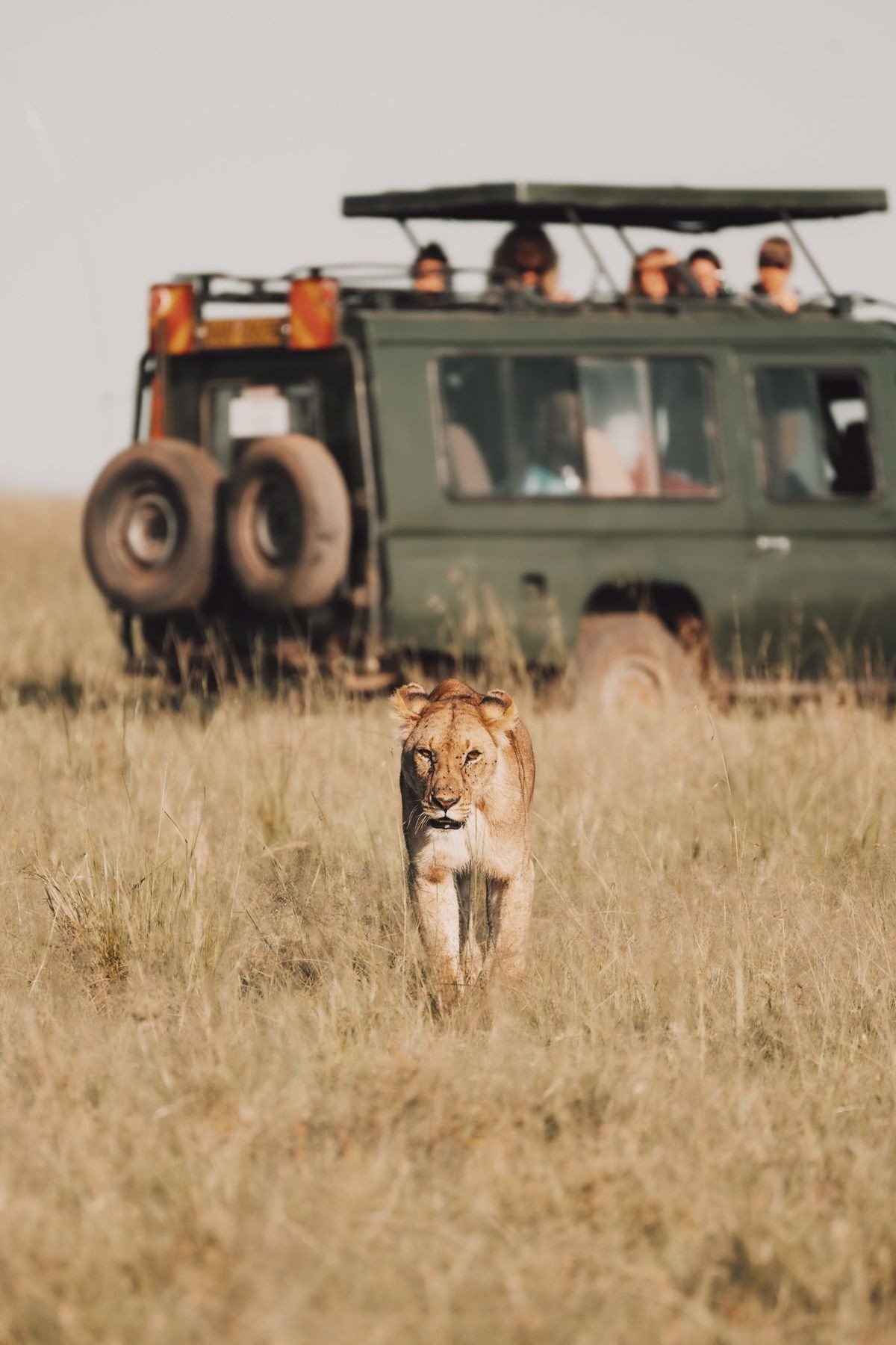 Safari en tanzania